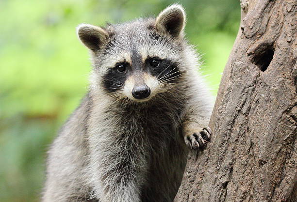 Raccoon Course SP202
